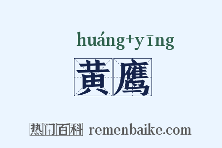 黄鹰是什么意思的图片
